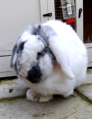 Sooty the rabbit outside