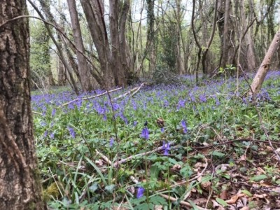 Bluebells