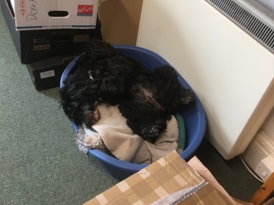 Onyx after a hard day's work