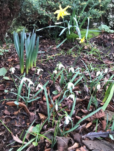 Snowdrops