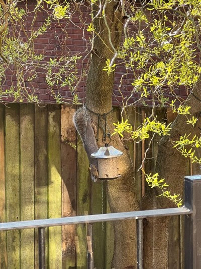 More Squirrel Action