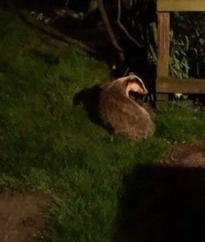 Badger