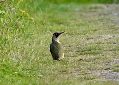 Green Woodpecker