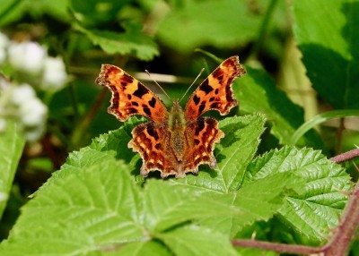 Comma