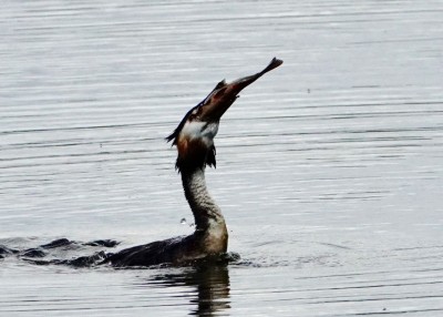 Great Crested Grebe