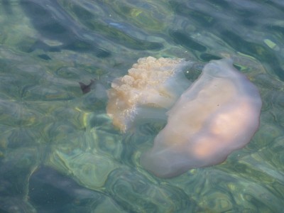Jellyfish in Portugal