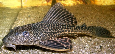 Plecostomus - Wiki