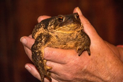 Common Toad
