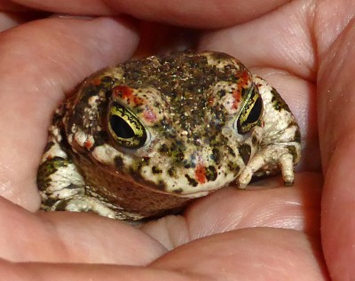 Natterjack Toad