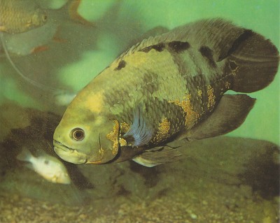 Oscar Cichlid