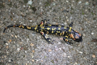 Salamander Portugal