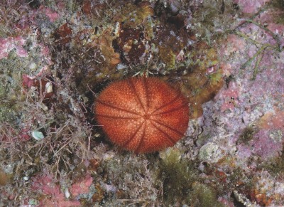 Sea Urchin