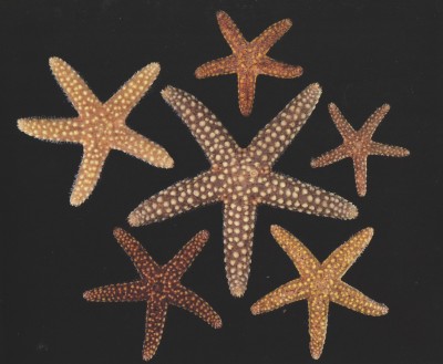Starfish