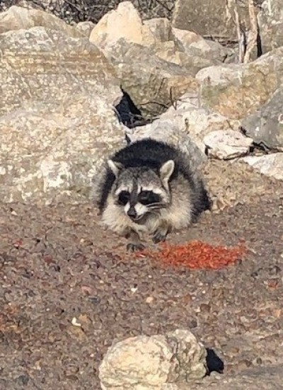 Racoon