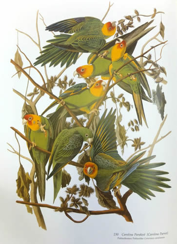 Audubon's Birds of America