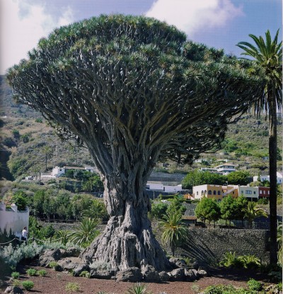 El Drago Milenario - Today