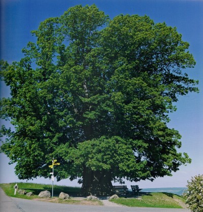 The Linn Lime - Today