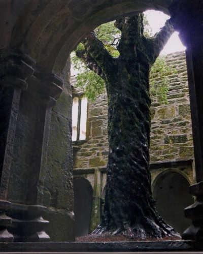 Muckross Yew - Today