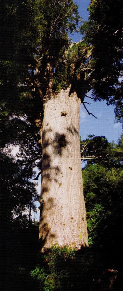 Tane Mahuta - Today