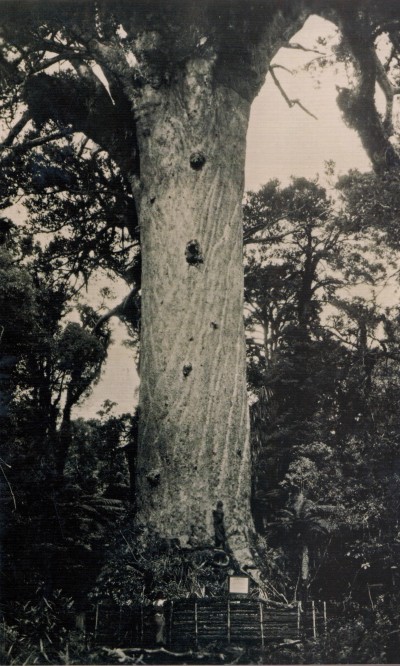 Tane Mahuta