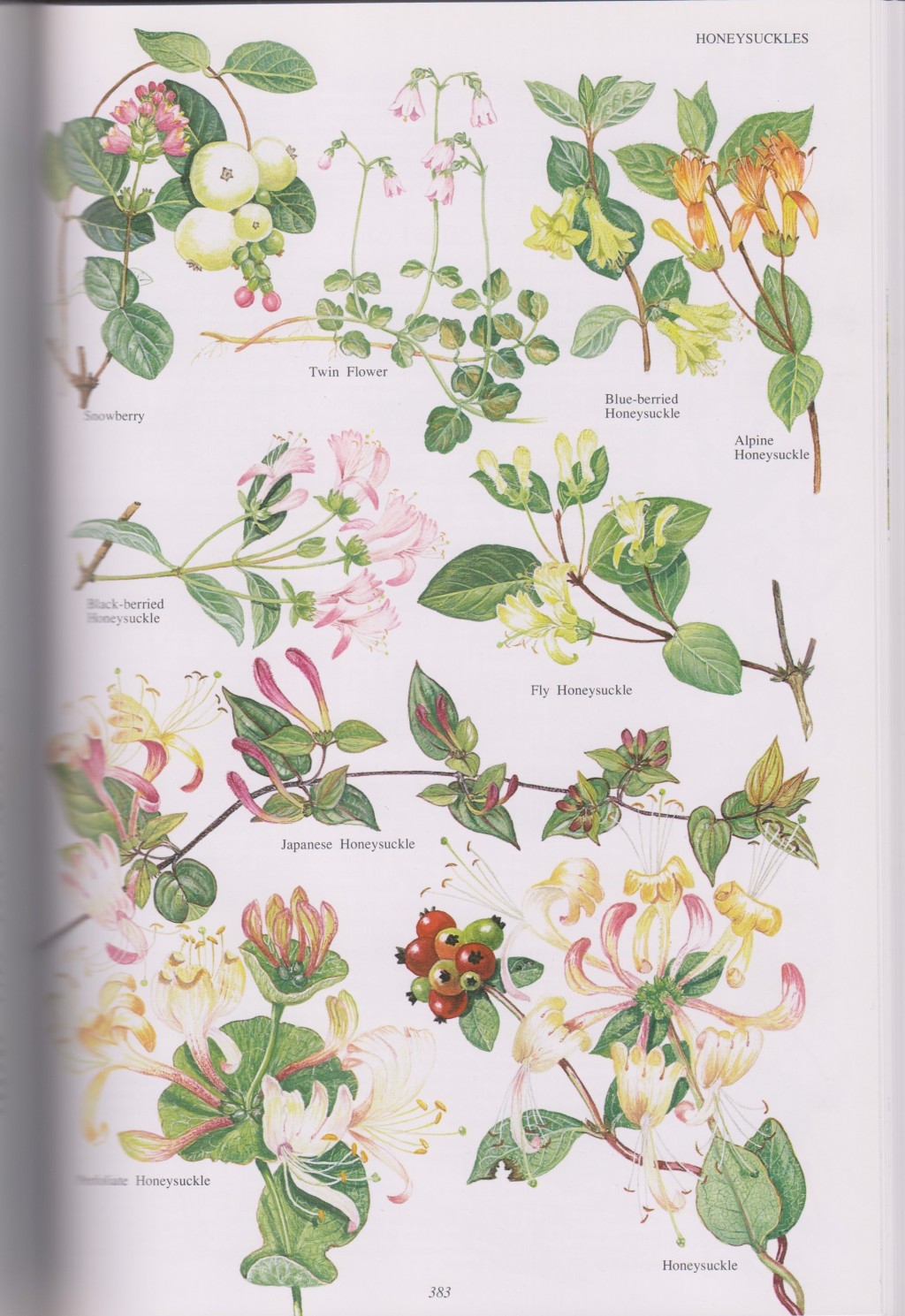 Stella & Rose's Books Cassell’s Wild Flowers Of Britain And Northern