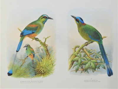 Eumomotus Superciliaris