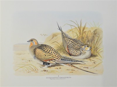 Syrrhaptes Paradoxus