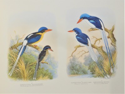 Tanysipitera Salvadoriana