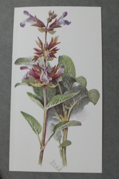 Common Sage in Flower