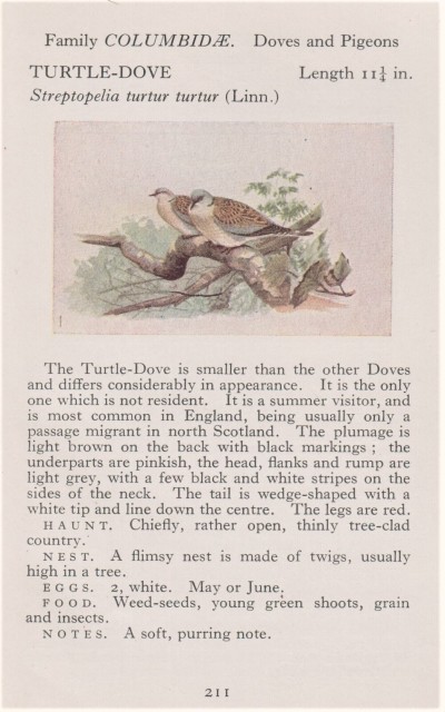 Turtle Dove