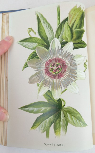 Passion Flower