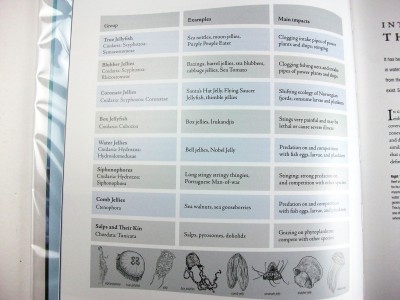 Figure 1 - Table of Jellyfish