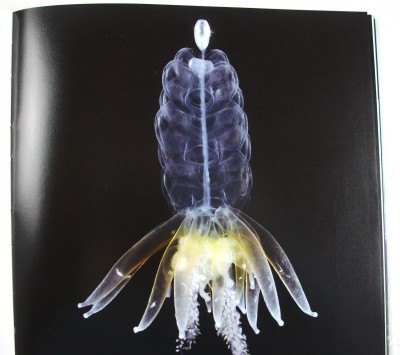 Hula Skirt Jellyfish