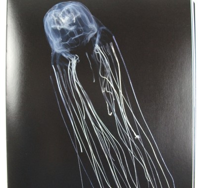 Box Jellyfish