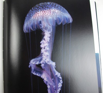 Purple People Eater Jellyfish