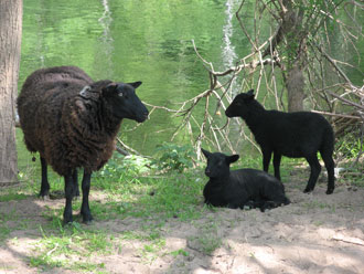 baa Baa Black Sheep