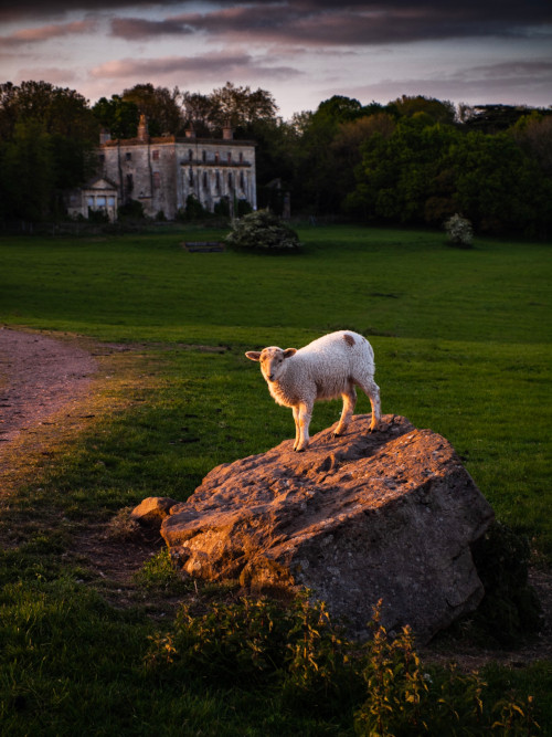 Lamb at Piercefield Manor