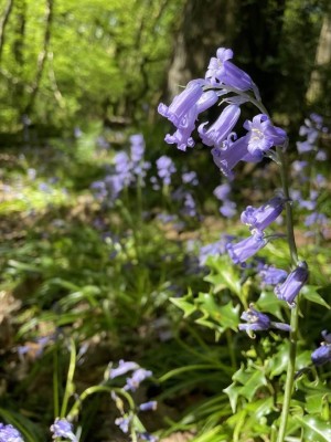 Bluebells in Cadora Woods