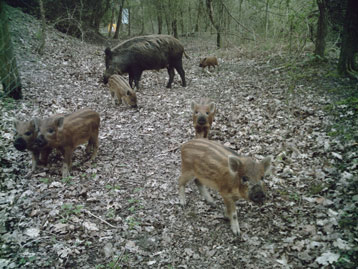 Wild Boar in Forest of Dean