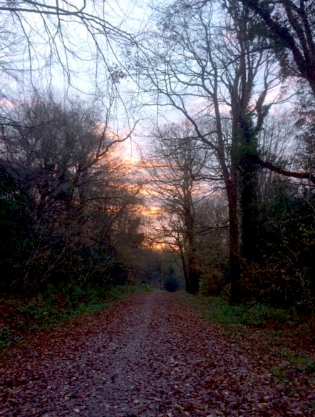Early morning in Chepstow Woods
