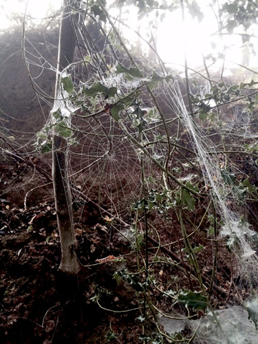 Cobwebs covered with dew in the eraly morning