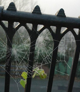 Frozen Cobwebs