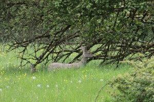 Doe and fawn opposite the shop