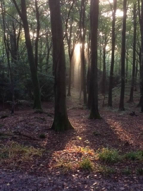 Early Morning In The Woods