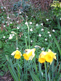 Spring Flowers