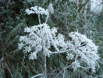 Frost