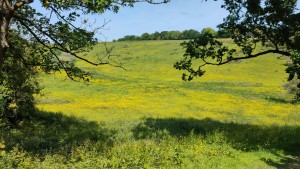 Buttercups Near Offa's Dyke Path