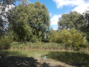 Bathurst Park in Lyndey