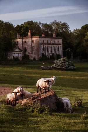 Lambs at Piercefield House