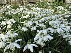 Snowdrops near Redbrook
